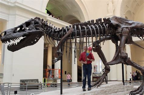 Sue, the most iconic T.rex, starts shifting to her new home at the ...