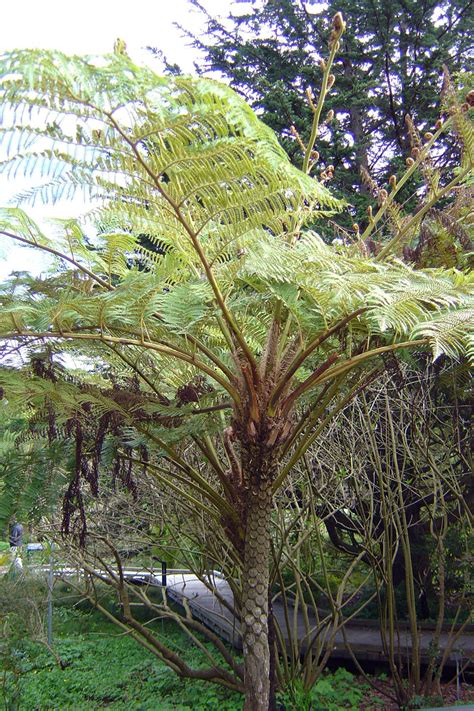 PlantFiles Pictures: Giant Scaly Tree Fern, Australian Tree Fern (Cyathea cooperi) by Cretaceous