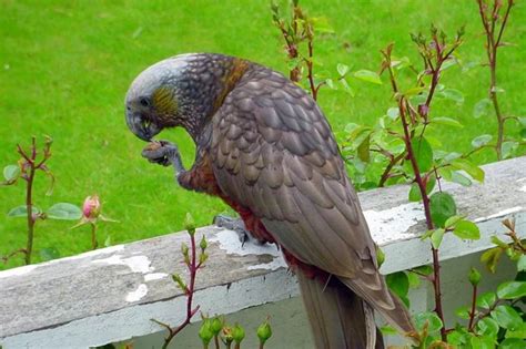 New Zealand parrot - in 2020 | Birds online, Birds, Parrot