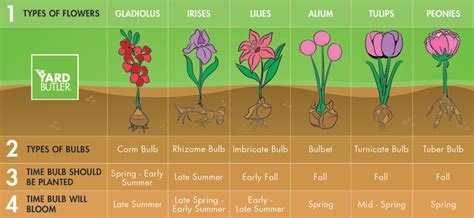 Flower Bulbs to Plant in Fall | Yard Butler '24