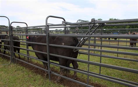 41 best Cattle Equipment images on Pinterest | Cattle, Cow and Farming