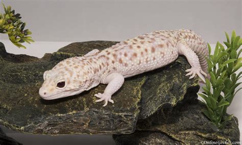 Leopard Gecko For Sale