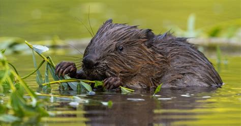 What Does Beaver Taste Like? (And How to Procure It)