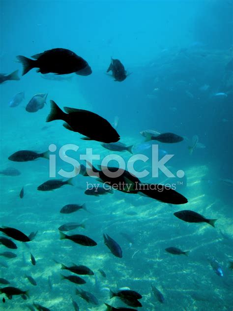 Blue Depths Stock Photo | Royalty-Free | FreeImages