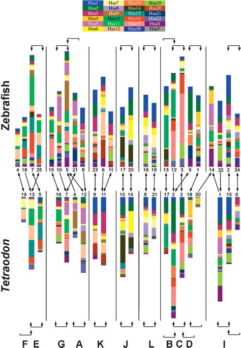 The zebrafish gene map defines ancestral vertebrate chromosomes