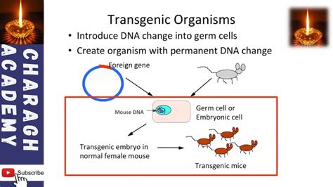 Transgenic Organisms || Genetically Modified Organisms (GMOs) - YouTube