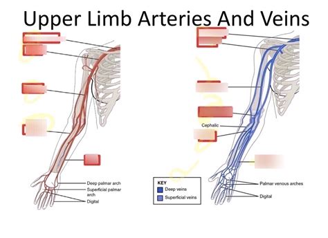 Gross Anatomy - Upper Limb Arteries and Veins - Tag Diagram | Quizlet