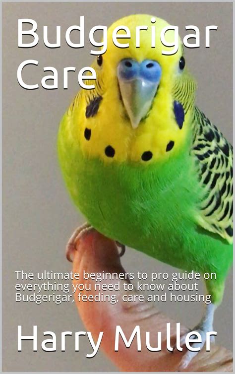 Budgerigar Care: The ultimate beginners to pro guide on everything you ...