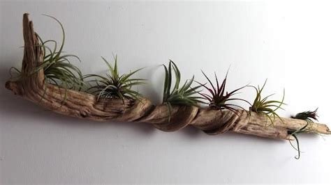 20 Collection of Air Plant Wall Art