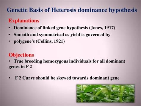 Genetical and physiological basis of heterosis and inbreeding