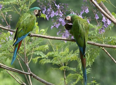 Chestnut-fronted Macaw photo: Two adults feeding in a tree | the ...