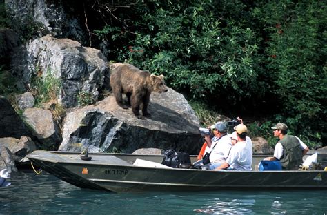 Alaska Bear Viewing Tours, Bear Watching in Katmai National Park