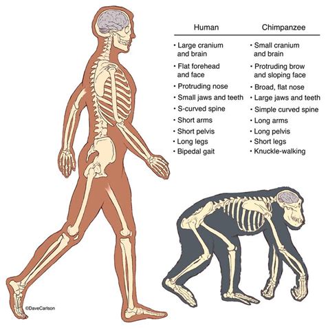 Human & Chimpanzee Skeletons photo | Chimpanzee, Evolution, Evolution ...