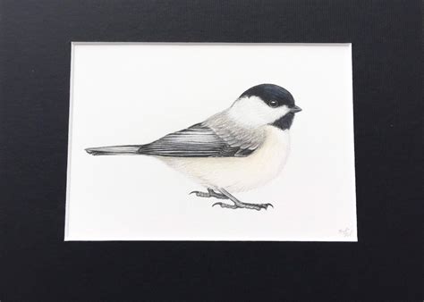 Black-capped Chickadee Art Chickadee Drawing Bird Art Bird - Etsy Canada