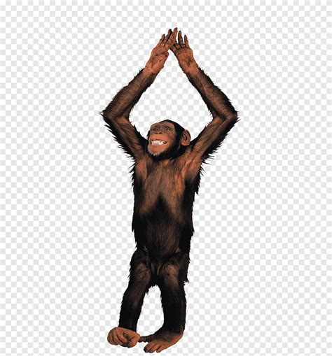 Gibbon Haplorhini Monkey, Monkey hand, mammal, brown png | PNGEgg