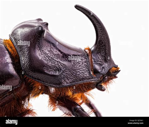 Rhino Beetle Head Stock Photo - Alamy