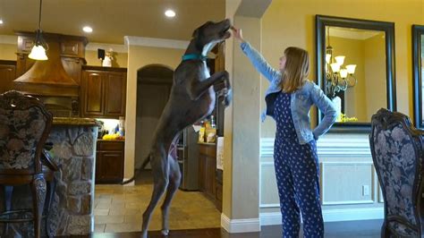 Dog record: Meet Zeus - the world's tallest dog - who may be on track ...