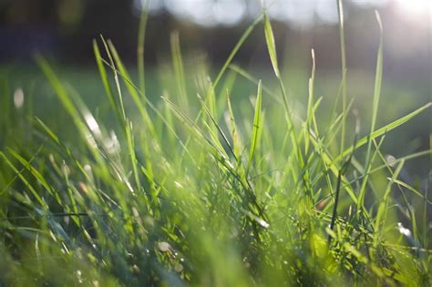 Premium Photo | Sunlight in the grass