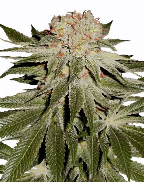 Stardawg Seeds - Foli Farms, LLC Cannabis