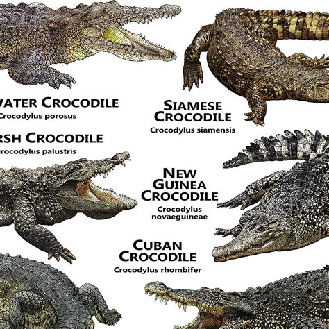 Crocodiles of the World Poster / Field Guide - Etsy Canada in 2022 ...