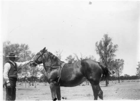 Photos Of The Horses of Walden - Walden Historical Photos