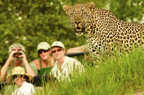 Londolozi Wildlife - Londolozi Game Reserve