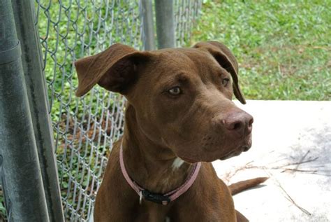 Patsy is up for adoption at Jackson County Animal Shelter - gulflive.com