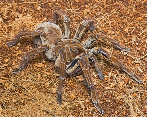 Goliath Birdeater: Images of a Colossal Spider | Live Science