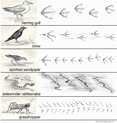 Locomotion - Walking, Running, Jumping | Britannica