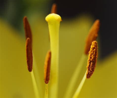 Flower,anthers,stigma,anthers and stigma,free pictures - free image ...