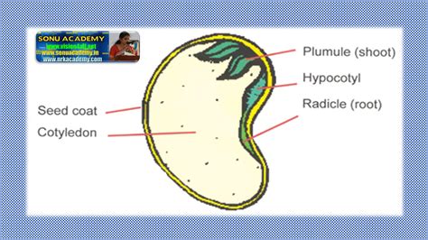 SONU ACADEMY: Structure of seed