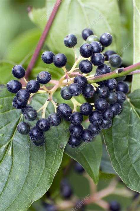 Dogwood berries (Cornus sanguinea) - Stock Image - C002/0932 - Science ...