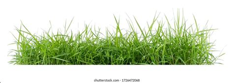 Einsames Grüngras auf weißem Hintergrund Stockfoto 1726472068 ...