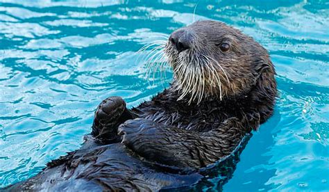 Pair of Alaskan Sea Otters Traveling to UK to Protect Their Endangered ...