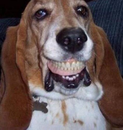 Ten Dogs With False Teeth Who Don't Need to See the Dentist | Funny animals, Funny dogs, Cute ...