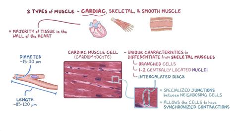 Cardiac Smooth And Skeletal Muscle