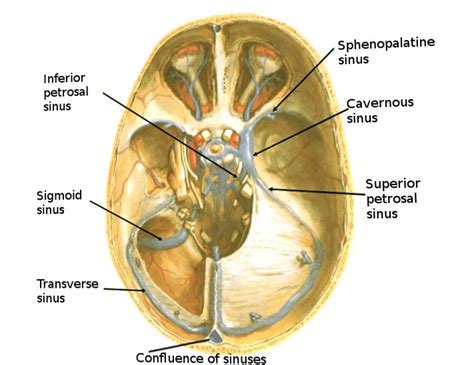 Neuroanatomy, Superior Petrosal Sinus - StatPearls - NCBI Bookshelf