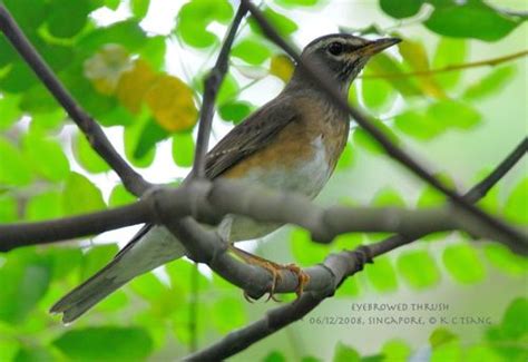 Eyebrowed Thrush at Bidadari - Bird Ecology Study Group