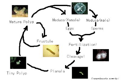 Cnidaria: Cnidarian Reproduction