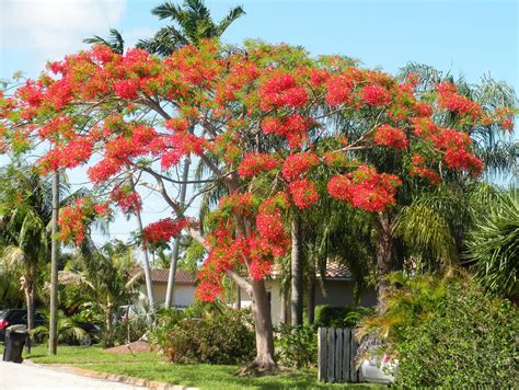 Robert's Tropical Paradise Garden: Royal Poinciana Blooms Amazing This Year