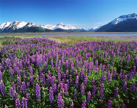 USA, Alaska, Kenai National Wildlife Photograph by Adam Jones - Fine Art America