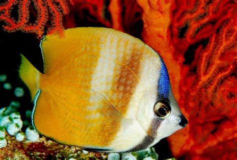 Butterfly Fish Facts | Chaetodontidae | AZ Animals