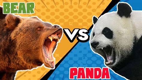 Giant Panda VS Grizzly Black Bear - YouTube