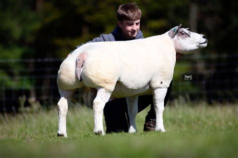 Beltex Sheep For Sale - Carlisle - MacGregor Photography