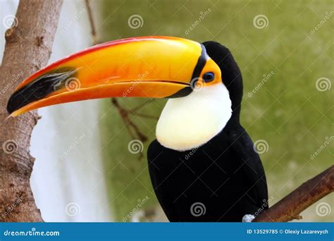 Toucan - Bird With A Huge Beak Stock Image - Image: 13529785