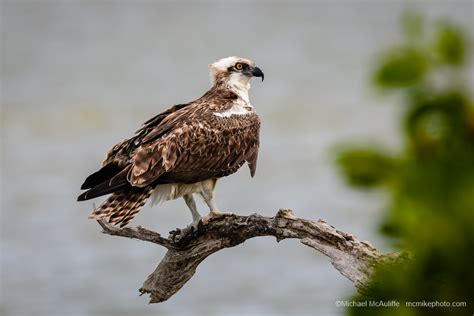 October Birds of Merritt Island National Wildlife Refuge - Michael ...