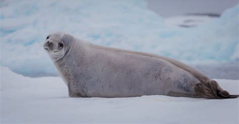 Crabeater Seal Pictures - AZ Animals