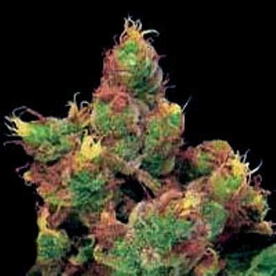 G13 Labs – Midnight Kush Feminised Cannabis Seeds - StrainSupermarket.com - Cheap Cannabis Seeds ...