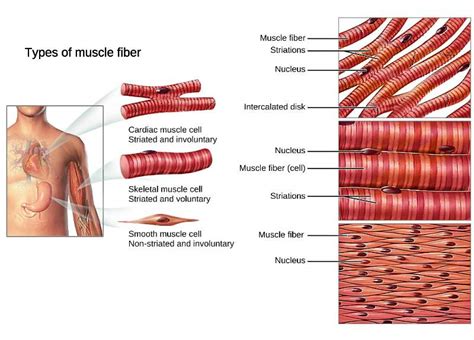 Non Striated Voluntary Muscle