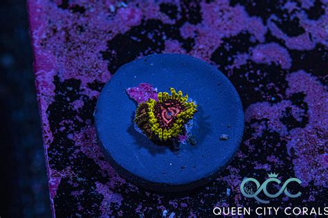 WWC Purple Monster Zoa - (WYSIWYG) | Queen City Corals